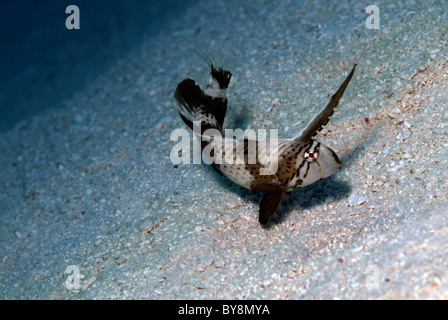 Blue Razorfish (Xyrichtys pavo) prepares to dive in the sand, Bocifushi Wreck, South Male Atoll, Maldives. Stock Photo