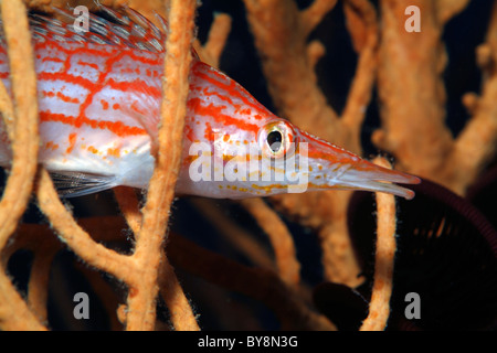 Longnose Hawkfish (Oxycirrhites typus) hides in Sea Fan (Annella mollis), Madivaru, Rasdhoo Atoll, Maldives. Stock Photo