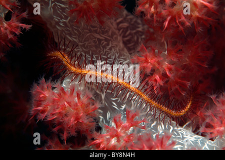 Long Arm Feather Star (Comissa) surrounded by Red spiky soft coral (Dendronephthya) in the Maldives Stock Photo