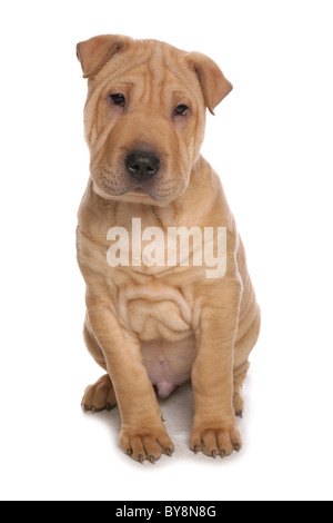 Shar Pei Dog Portrait of young male puppy Studio, UK Stock Photo