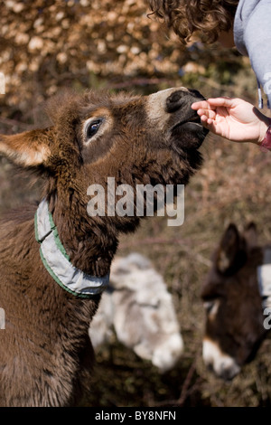 Donkey Women playing with young male donkey New Forest, UK Stock Photo