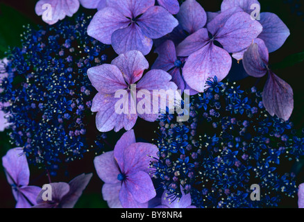 Close up of Hydrangea Macrophylla, Mophead group, plant detail Stock Photo