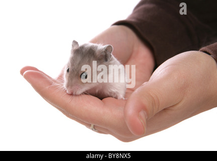Syrian Hamster Portrait of single baby being held Studio, UK Stock Photo