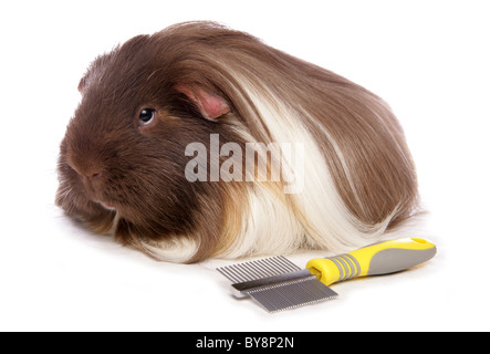 Guinea pig hair outlet brush