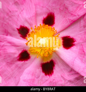 Close up of the flower of Cistus Silver Pink, sun rose Stock Photo