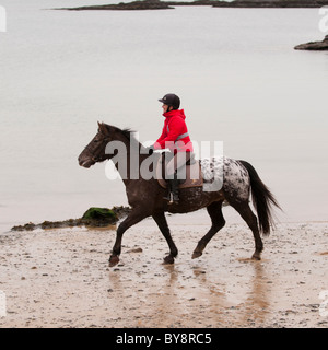 A woman riding a horse on the beach at Trearddur Bay, Anglesey, North Wales UK Stock Photo