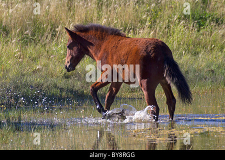 Mustang Foal Playing in Water, Monero, New Mexico Stock Photo