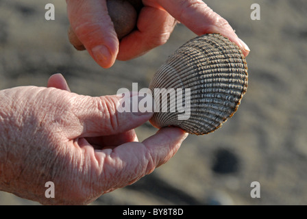 Senior hands holding a Seashell Stock Photo