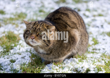 Scottish Wildcat Felis sylvestris Portrait of single adult in snow UK Stock Photo