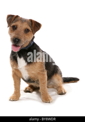 Patterdale Terrier Single Adult Dog Sitting Studio Stock Photo