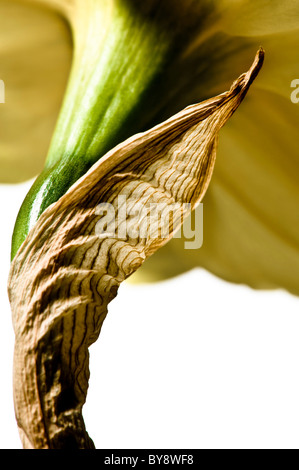 Closeup of the paper-like spathe behind the yellow bloom of a daffodil Stock Photo