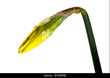 Side view of yellow daffodil bud on a white background. Stock Photo