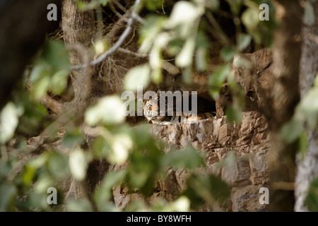 Bengal Tiger inside the cave at Ranthambore Tiger Reserve, India. ( Panthera Tigris ) Stock Photo