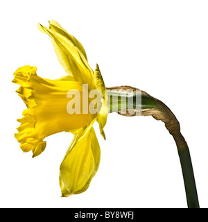 Side view of a yellow daffodil in full bloom on a white background. Stock Photo