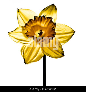 Back lit daffodil on white background Stock Photo