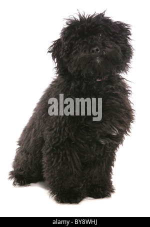 Hungarian Puli Single young puppy dog sitting Studio Stock Photo