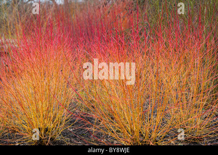 Cornus sanguinea Midwinter Fire Dogwood Stock Photo