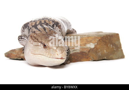 Northern Blue-tongued Skink Tiliqua scincoides intermedia Portrait single adult resting on a rock Studio, Captive, UK Stock Photo