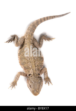 Lawson's dragon Pogona henrylawsoni Single adult from above Studio, Captive, UK Stock Photo