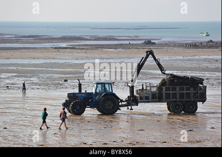 Tractor on beach with cultivated oysters (Lophia folium) from oyster bank / oyster park at Gouville-sur-Mer, Normandy, France Stock Photo