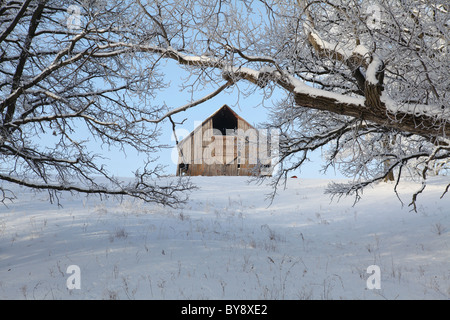 Old barn on snowy hill in pasture with trees in Iowa. Stock Photo
