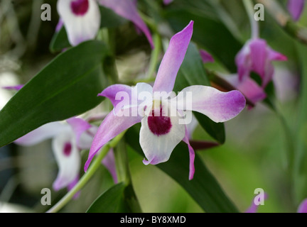 Dendrobium Cassiope, Orchidaceae. Dendrobium Cassiope is a primary hybrid between Dendrobium nobile and Dendrobium moniliforme. Stock Photo