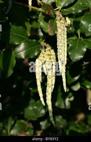 Coast Silk-tassel aka Silk Tassel Bush or Wavyleaf Silktassel, Garrya elliptica, Garryaceae, California, USA. Stock Photo