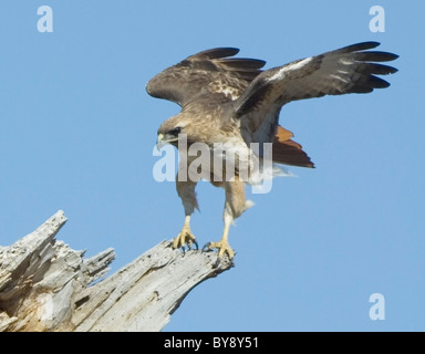Red tailed Hawk Buteo jamaicensis Arizona USA Stock Photo