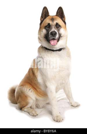American akita dog portrait at studio on light grey background Stock ...