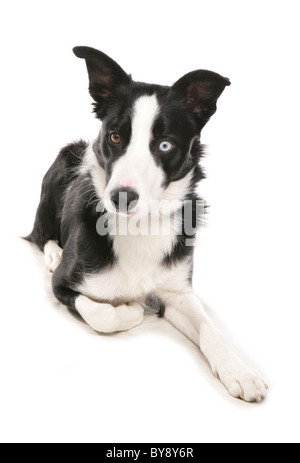 Border collie dog Single adult dog laying Studio Stock Photo