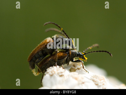 Longhorn Beetles (Strangalia melanura) mating on Hogweed, France Stock Photo