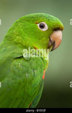 White-eyed Parakeet Stock Photo