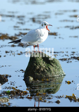 Seagull perched on a rock calling Emsworth Chichester Harbour Hampshire Stock Photo