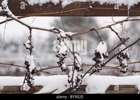 The photography of frozen grapes on the bunches. Stock Photo