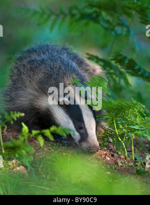 Badger Cub in Bracken Stock Photo