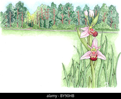 Bee orchid (Ophrys apifera) with trees behind Stock Photo