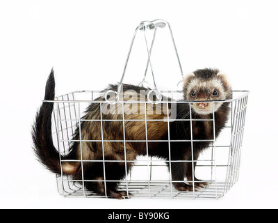 A ferret in a shopping basket. Stock Photo