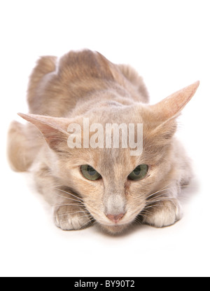 Studio portrait of long haired cat Stock Photo - Alamy