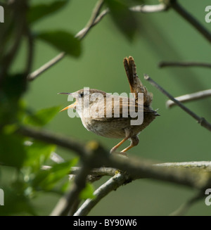 Wren (Troglodytes troglodytes) singing, Hampshire, UK Stock Photo