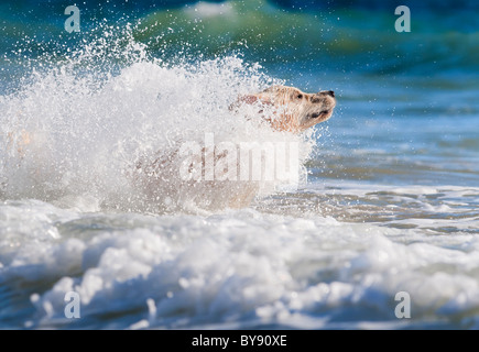 dog running into the sea Stock Photo