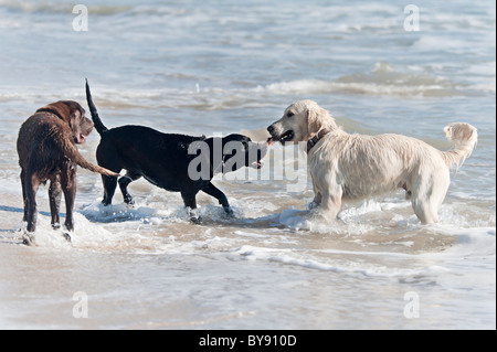 dogs playing on the beach Stock Photo