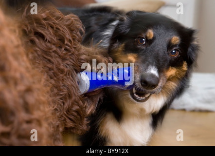 Two dogs playing Adult male border collie and female puppy labradoodle Indoors Stock Photo