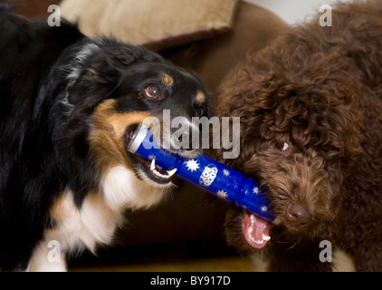 Two dogs playing Adult male border collie and female puppy labradoodle Indoors Stock Photo