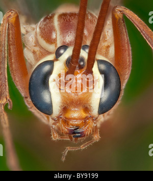 Ophion obscuratus parasitoid wasp, head close-up showing compound and simple eyes