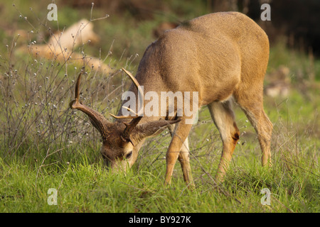 A Black-tailed Deer buck feeding in the grass. Stock Photo