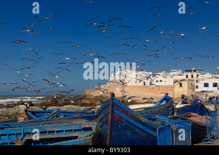 A flock of seagulls on blue sky near fishermen cleaning their catch with blue boats and Essaouira city ramparts Morocco Stock Photo