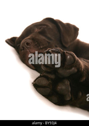 Brown Labrador Puppy Young male sleeping Studio Stock Photo