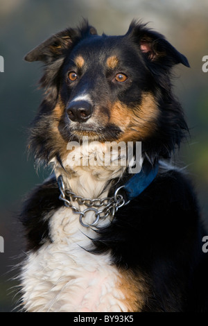 Border collie dog Single adult male portrait Park, Gosport Stock Photo