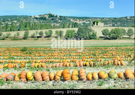 Rows of pumpkins in a field awaiting transport to market. Provence, France Stock Photo