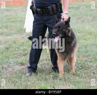 Police dog with human partner at demonstration. Stock Photo